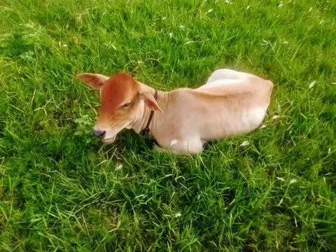 Resting Brown Calf Stock Photos