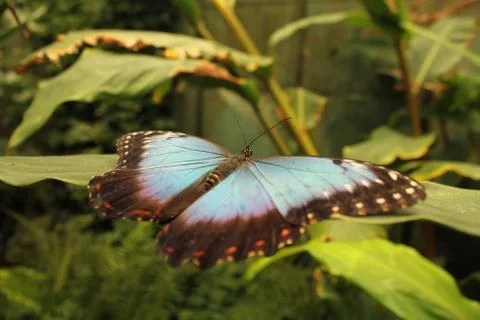 Resting Butterfly Foto stock