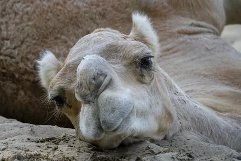 Resting Camel close-up Stock Photos