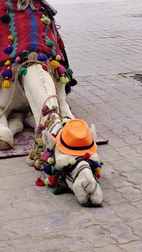 A resting camel Stock Footage 335595038