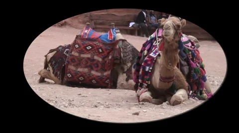 Resting camel or dromedary Stock Footage 4121312