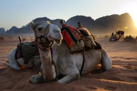 Resting camel Stock Photos