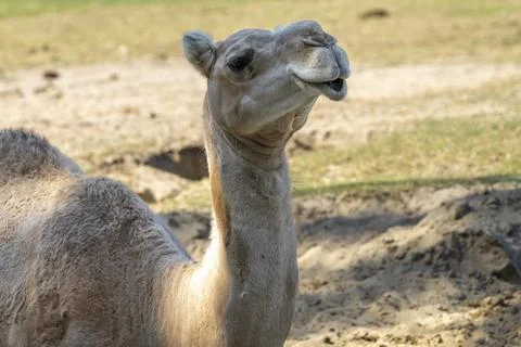Resting Camel Stock Photos