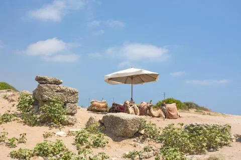 Resting camels 스톡 사진