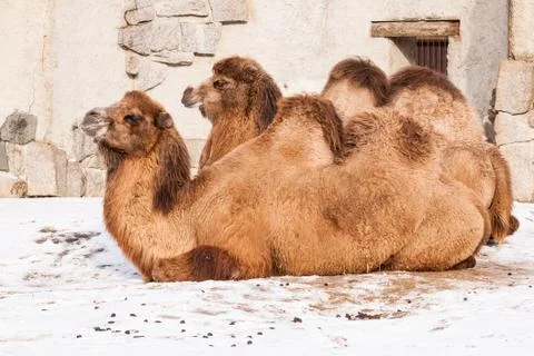 Resting camels Stock Photos