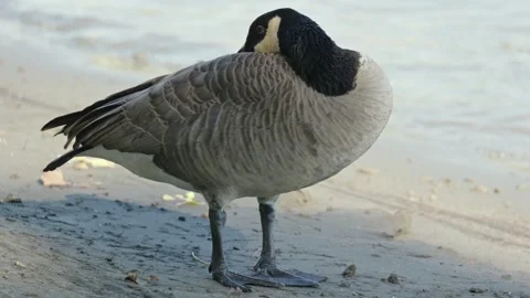 Resting Canada Goose Standing on River Shore Stock Footage 320328996