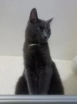 Resting cat on the closet Stock Photos