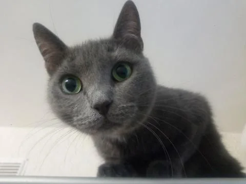 Resting cat on the closet Stock Photos