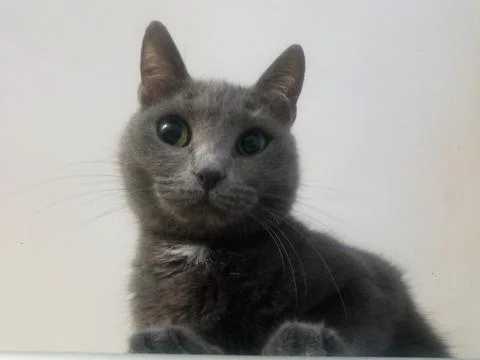 Resting cat on the closet Stock Photos