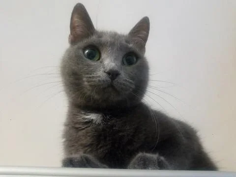 Resting cat on the closet Foto stock