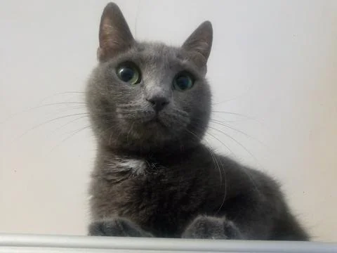 Resting cat on the closet Foto stock