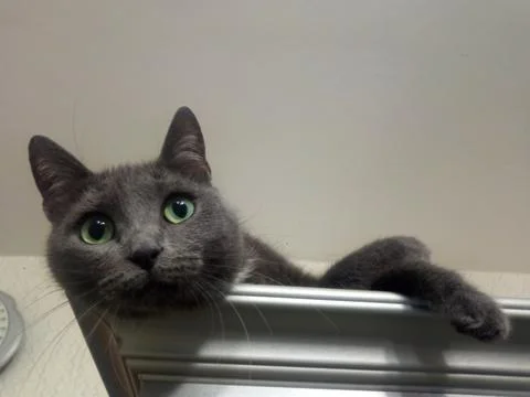 Resting cat on the closet Stock Photos