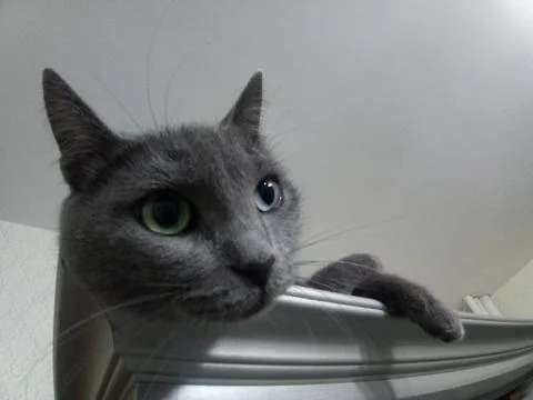 Resting cat on the closet Foto stock