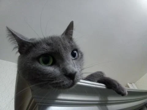 Resting cat on the closet Stock Photos