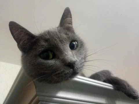 Resting cat on the closet Stock Photos