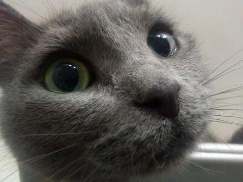 Resting cat on the closet Foto stock