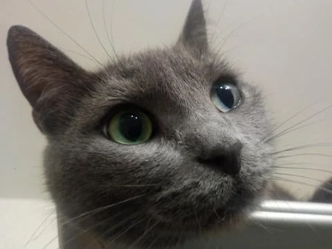 Resting cat on the closet Stock Photos
