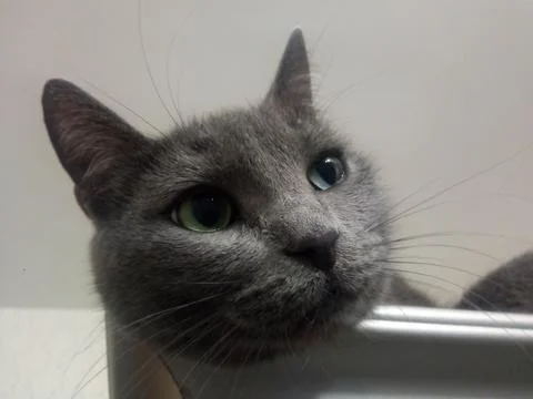Resting cat on the closet Stock Photos