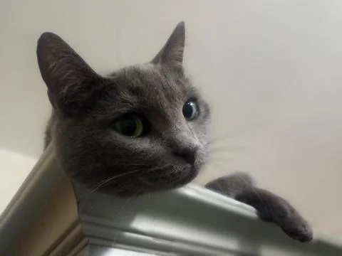 Resting cat on the closet Foto stock