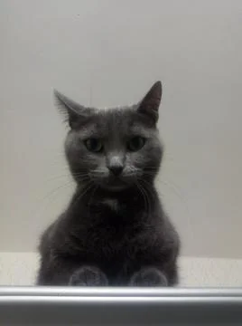 Resting cat on the closet Stock Photos