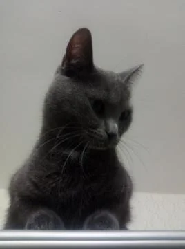 Resting cat on the closet Foto stock