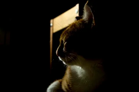 Resting cat in dark Stock Photos