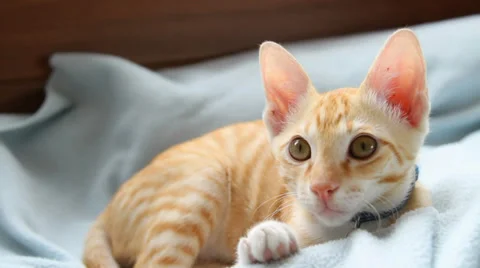 Resting cat Stock Footage 34029782