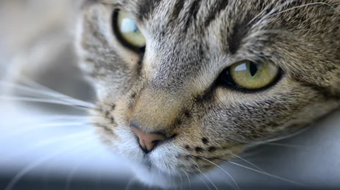 Resting Cat Stock Footage 36289209