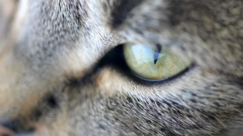 Resting Cat Stock Footage 36289910