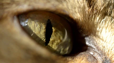 Resting Cat Stock Footage 36291476