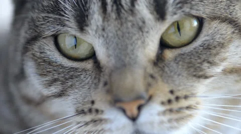 Resting Cat Stock Footage 36292360