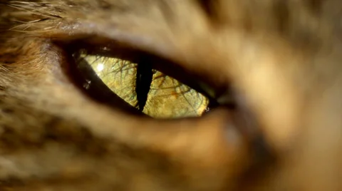 Resting Cat Stock Footage 36292361