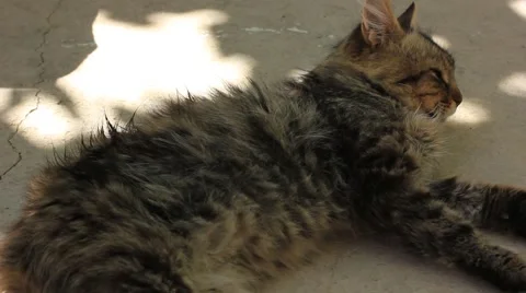 Resting cat Stock Footage 41430275