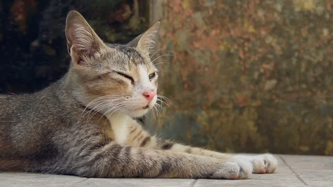 Resting Cat 库存影片 96626882