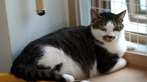 Resting cat Stock Footage 121947032