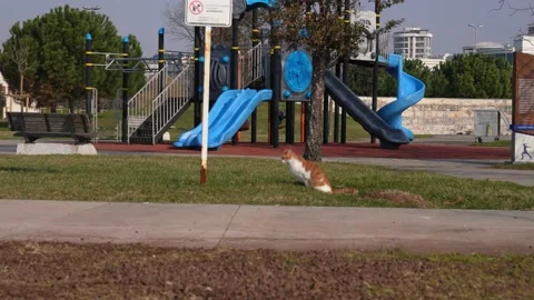 Resting cat in the park Stock Footage 170054075