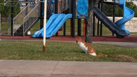 Resting cat in the park Stock Footage 170054591