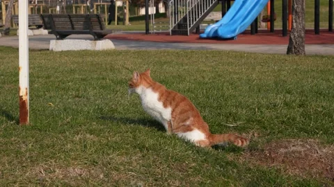 Resting cat in the park Stock Footage 170055956