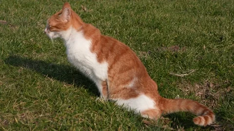 Resting cat in the park Stock Footage 170056455