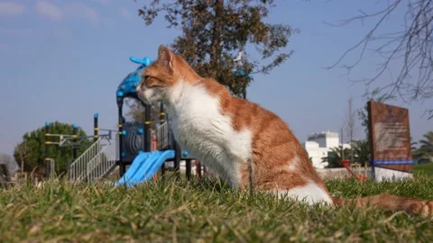 Resting cat in the park Stock Footage 170057294
