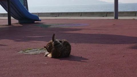 Resting cat in the park Stock Footage 170058091