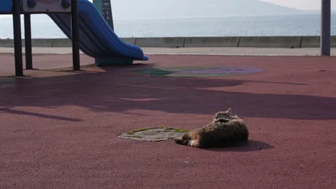 Resting cat in the park Stock Footage 170058383
