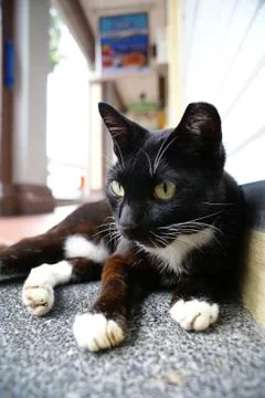 Resting Cat 写真素材