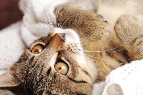 Resting cat Stock Photos