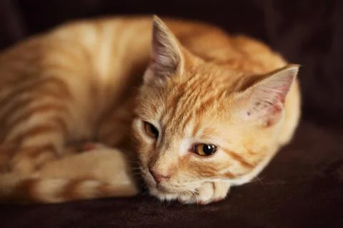 Resting cat Stock Photos