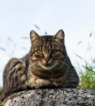 Resting cat Stock Photos