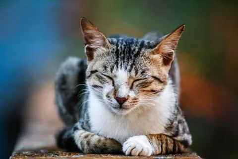 Resting Cat Foto stock