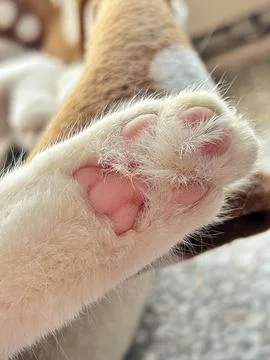 Resting cat Stock Photos