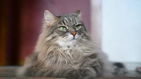 Resting cat, relaxing lying oncarpet indoors, close-up. 스톡 동영상 164093591
