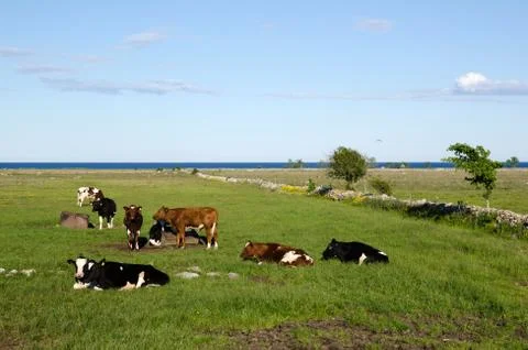 Resting cattle Stock Photos